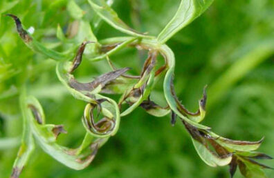 bacterial leaf blight of carrot 4