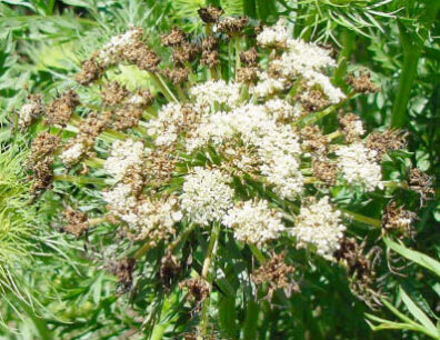 bacterial leaf blight of carrot 6