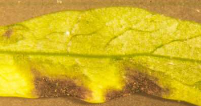 bacterial leaf blight of carrot 7