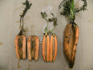 Bacterial soft rot of a carrot root-6