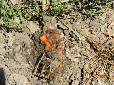 bacterial soft rot on carrot-2