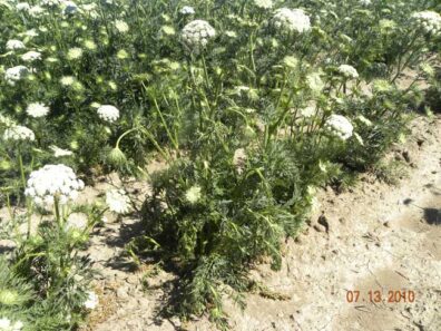 wilting of carrot foliage due to soft rot.