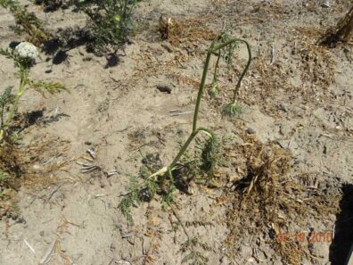 bacterial soft rot on carrot in a field