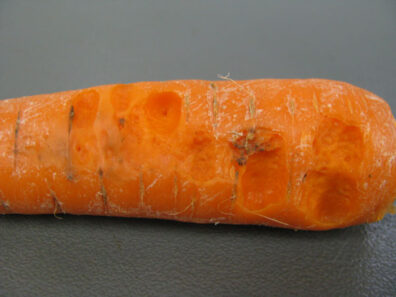 bacterial soft rot on carrot-3