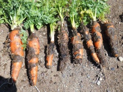 Black rot on carrot-2