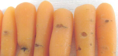 symptoms of cavity spot on carrot-2