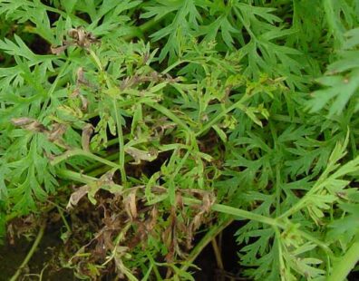 cercospora leaf spot on carrot leaves