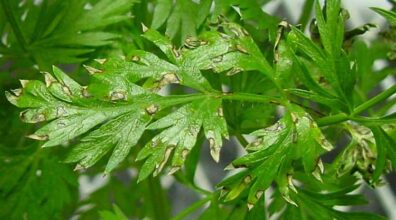 cercospora leaf spot symptoms