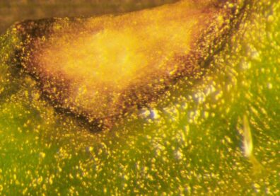 Closeup of cercospora leaf spot on carrot