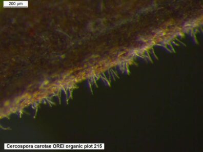 cercospora carotae under microscope-2