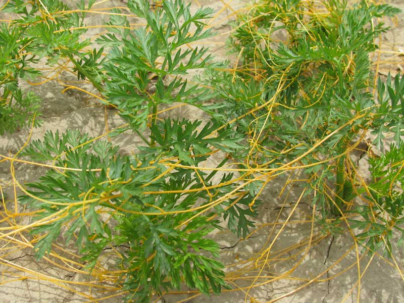 field dodder on carrot-3