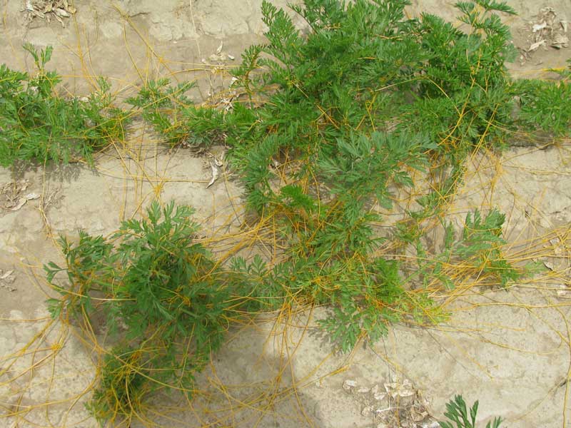 field dodder on carrot-4