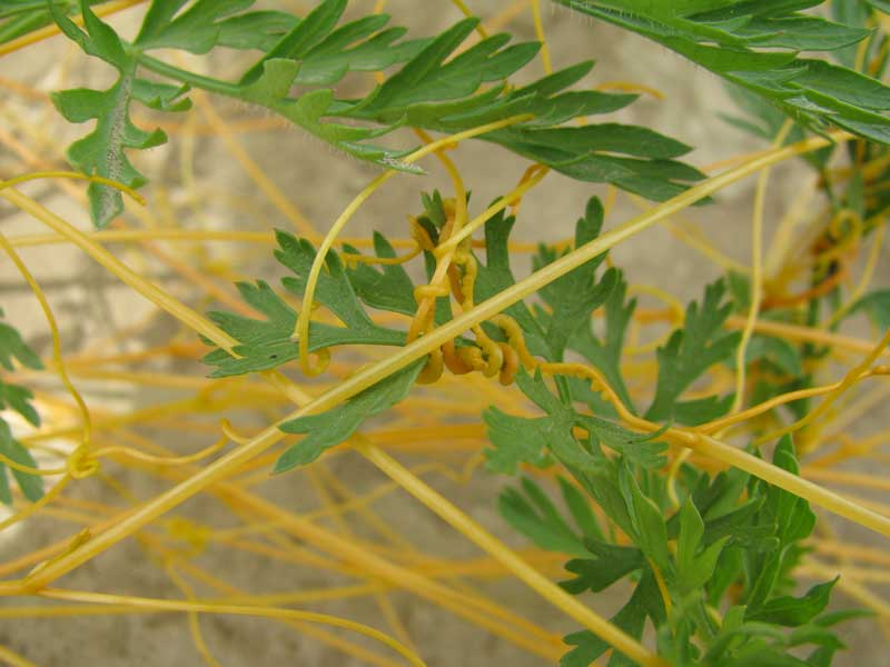 field dodder on carrot-2