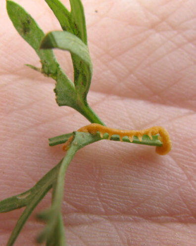 field dodder on carrot-1