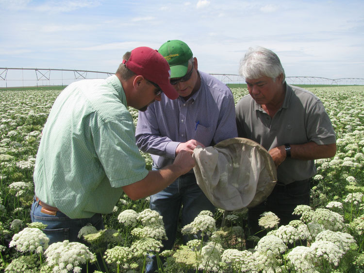 people sweeping for lygus bug