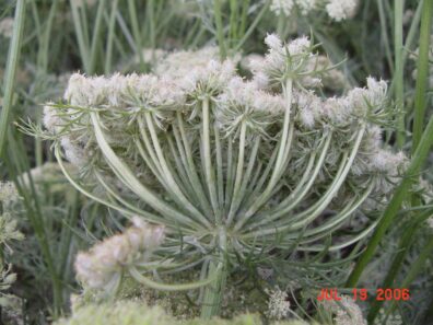 powdery mildew on carrot-3