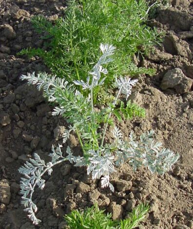 powdery mildew on carrot-1