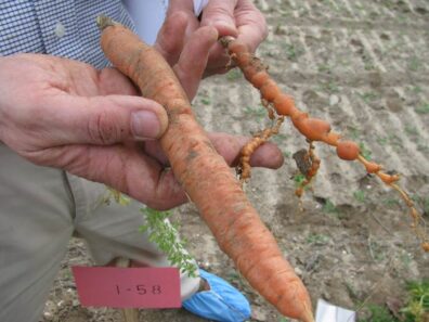showing resistant vs. susceptible cultivar