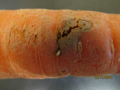 carrot rust fly symptoms