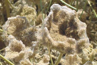 spider mite on carrot seed crop