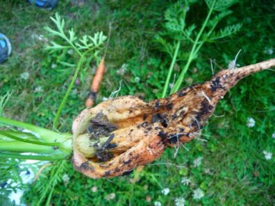 severe splitting of a carrot root