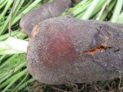 violet root rot on carrot-2