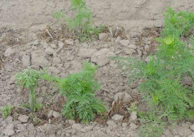 dieback of carrot from whitemold