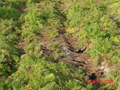 white mold of carrot: matted foliage