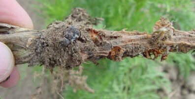 white mold on carrot root