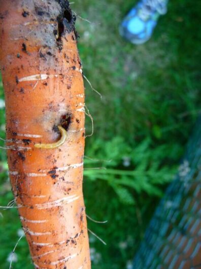 carrot showing wireworm and symptoms of wireworm damage