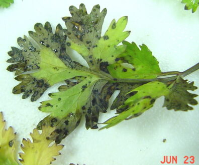 Symptoms of bacterial leaf spot on cilantro/coriander-4