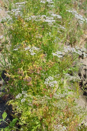 showing symptoms of curly top on coriander-2
