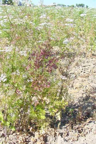 showing symptoms of curly top on coriander-3