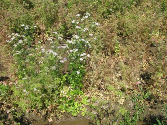 showing symptoms of curly top on coriander-5