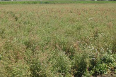 showing symptoms of curly top on coriander-6