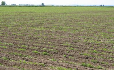 coriander-root-knot-nematode