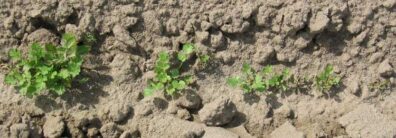 showing variation in degree of stunting caused by root knot nematode