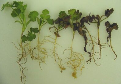 root knot symptoms on coriander seedlings