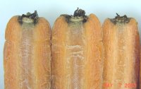 Black rot symptoms on carrot