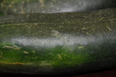 thrip damage to cucumber fruit