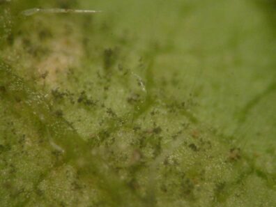 downy mildew sporangia on leaf surface