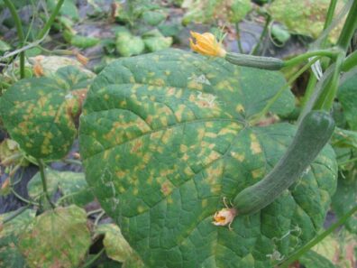 cucumber-downy-mildew symptoms-1