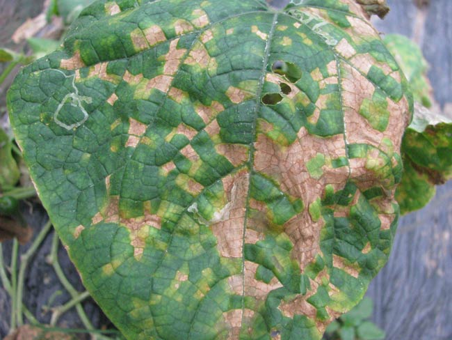 severe lesions on the upper surface of a cucumber leaf infected with downy mildew