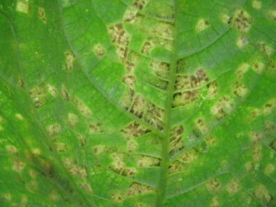 cucumber-downy-mildew symptoms-3
