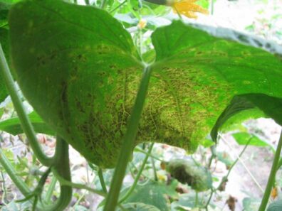 cucumber-downy-mildew symptoms-2