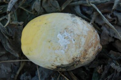 white mold on squash-1
