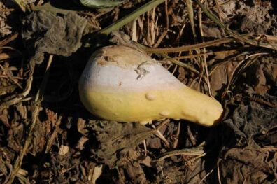 white mold on squash-2