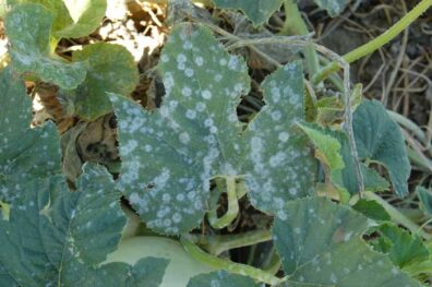 powdery mildew on squash leaves