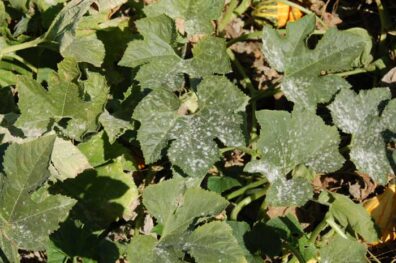 powdery mildew on squash leaves-2