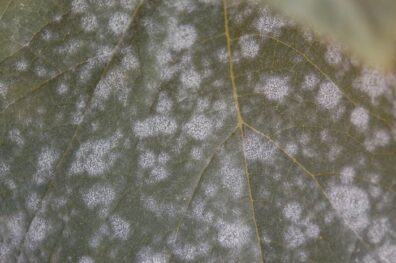 powdery mildew on squash leaf-3